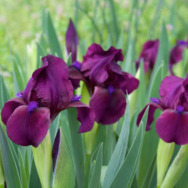 Cherry Garden Kosaciec Iris pumila