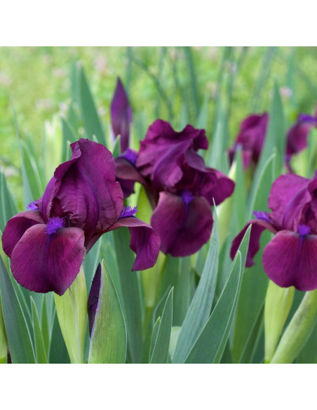 Cherry Garden Kosaciec Iris pumila