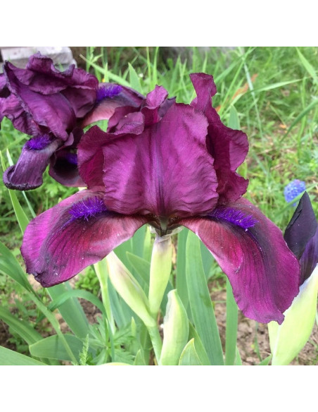 Iris pumila Kosaciec Cherry Garden