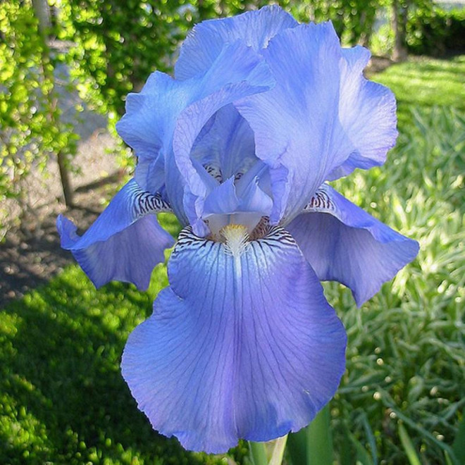 Harbor Blue Kosaciec Iris germanica