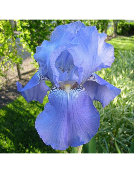 Harbor Blue Kosaciec Iris germanica