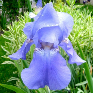 Harbor Blue Kosaciec Iris germanica 2