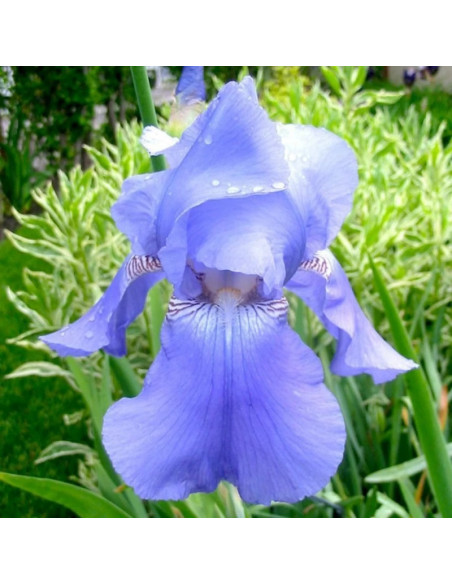 Kosaciec Harbor Blue Iris germanica