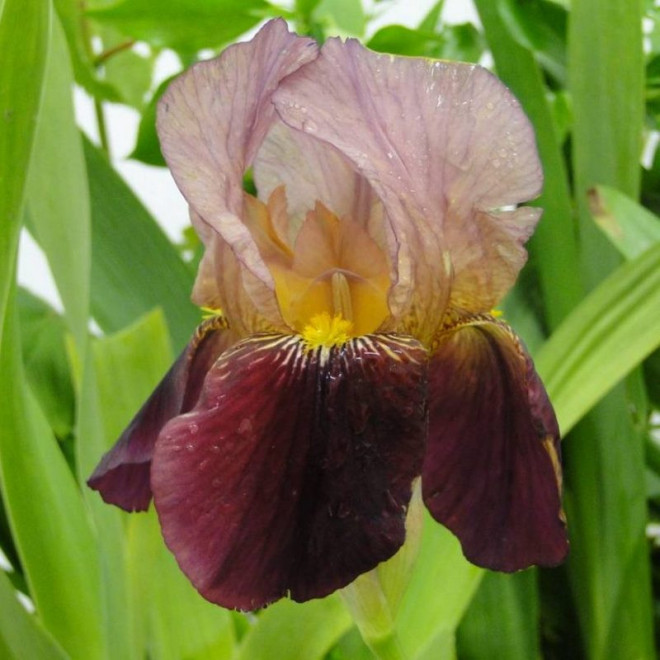 Indian Chief Kosaciec Iris germanica