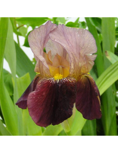 Indian Chief Kosaciec Iris germanica