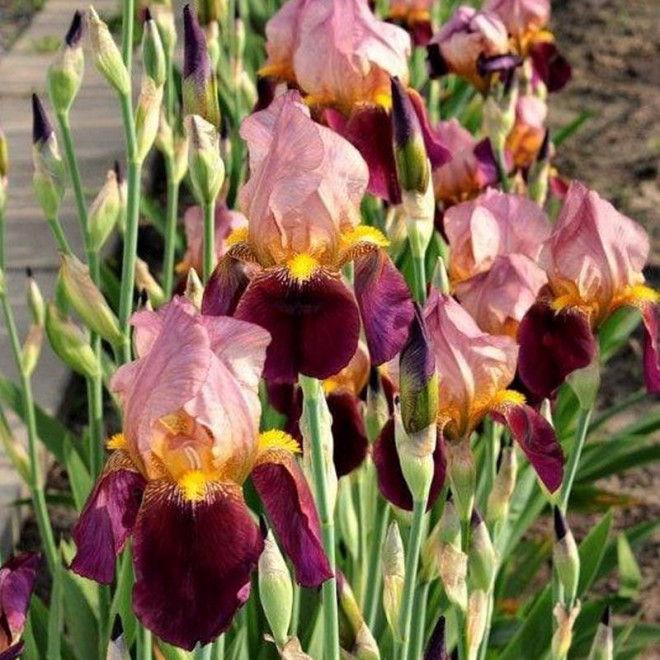 Kosaciec Indian Chief Iris germanica