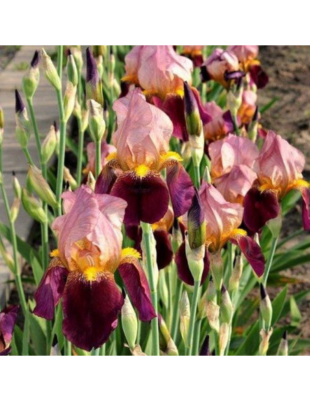 Kosaciec Indian Chief Iris germanica