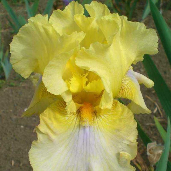 Kosaciec Lady of Nepal Iris germanica