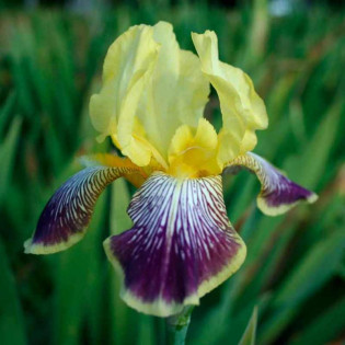 Kosaciec Nibelungen Iris germanica
