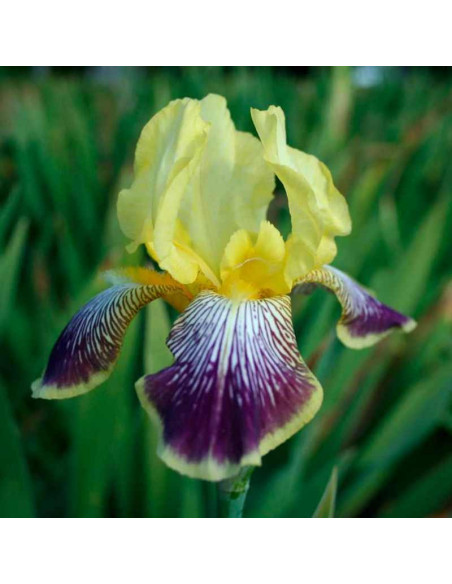 Kosaciec Nibelungen Iris germanica