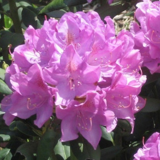 Azalia japońska Sazava Rhododendron obtusum