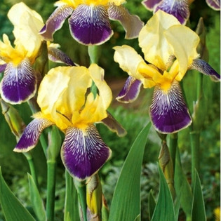 Kosaciec Nibelungen Iris germanica 2