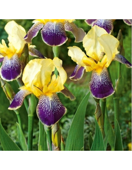 Nibelungen Kosaciec Iris germanica