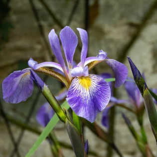 Kosaciec różnobarwny Gerald Darby Iris versicolor