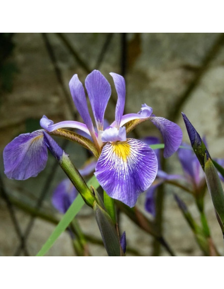 Kosaciec różnobarwny Gerald Darby Iris versicolor