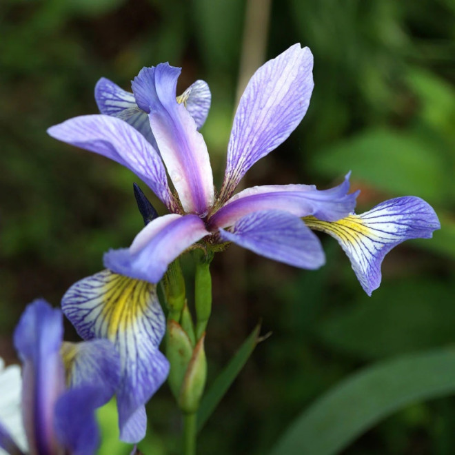 Gerald Darby Kosaciec różnobarwny Iris versicolor