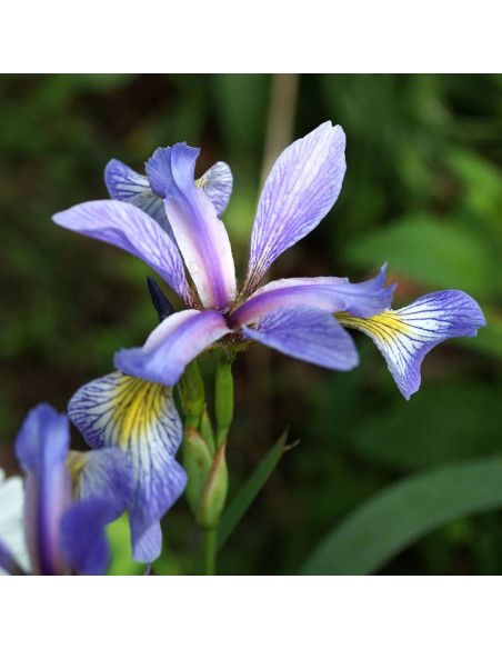 Gerald Darby Kosaciec różnobarwny Iris versicolor