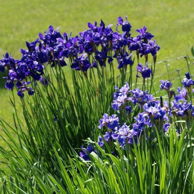 Kosaciec syberyjski Blau Iris sibirica