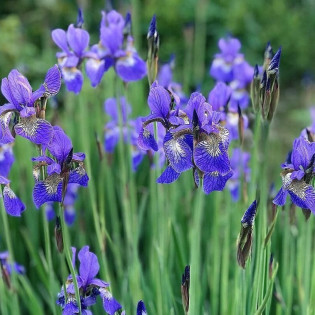 Kosaciec syberyjski Blau Iris sibirica 2