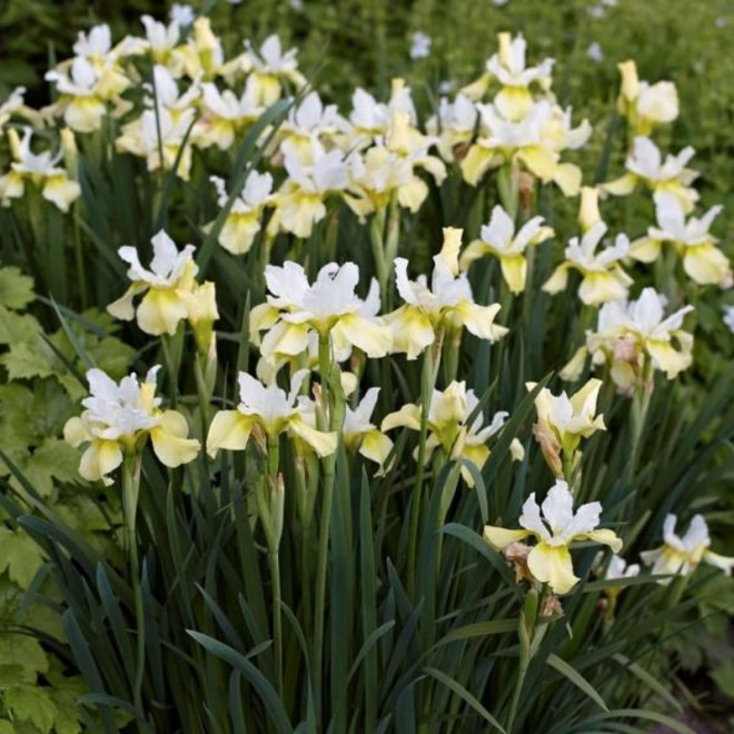 Kosaciec syberyjski Butter and Sugar Irys syberyjski Iris sibirica