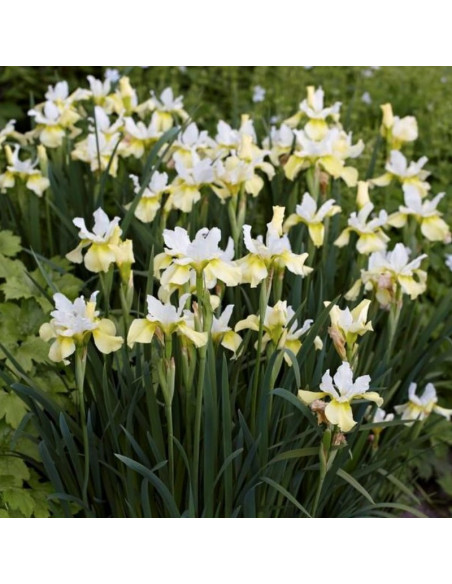 Kosaciec syberyjski Butter and Sugar Irys syberyjski Iris sibirica
