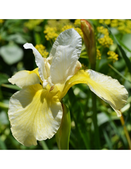 Butter and Sugar Kosaciec syberyjski Irys syberyjski Iris sibirica