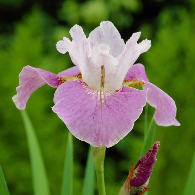 Dance Ballerina Kosaciec syberyjski Dance Iris sibirica