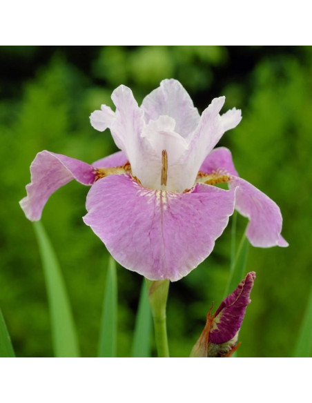Dance Ballerina Kosaciec syberyjski Dance Iris sibirica