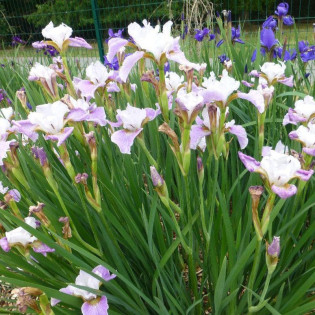 Dance Ballerina Kosaciec syberyjski Dance Iris sibirica 2