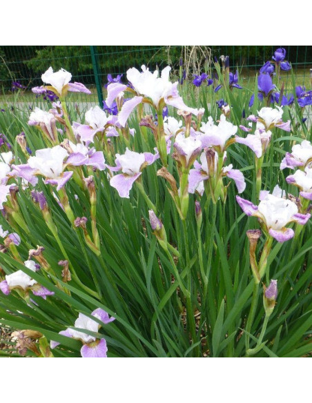 Kosaciec syberyjski Dance Ballerina Dance Iris sibirica