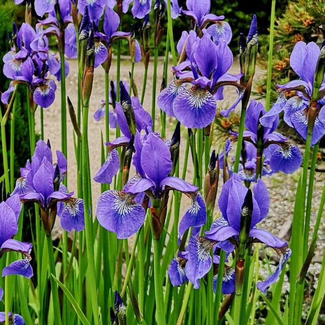 Kosaciec syberyjski Dark Blue Irys Iris sibirica