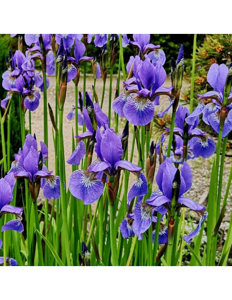 Kosaciec syberyjski Dark Blue Irys Iris sibirica