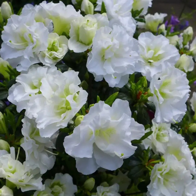 Azalia japońska Schneeperle Rhododendron obtusum