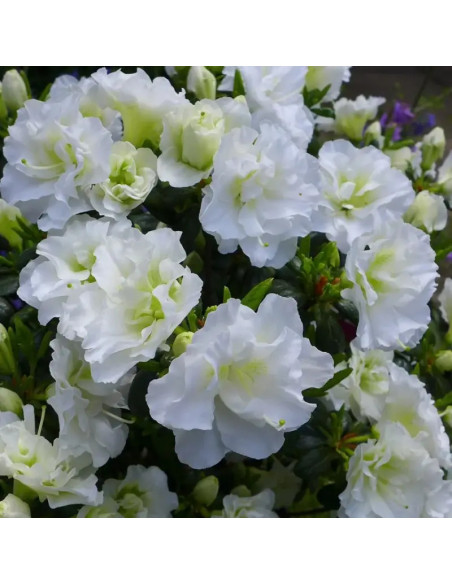 Azalia japońska Schneeperle Rhododendron obtusum