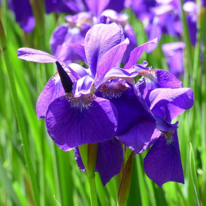 Dark Blue Kosaciec syberyjski Irys Iris sibirica