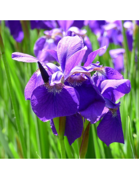 Dark Blue Kosaciec syberyjski Irys Iris sibirica