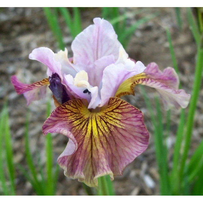 Kosaciec syberyjski Painted Woman Iris sibirica