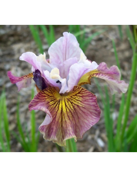 Kosaciec syberyjski Painted Woman Iris sibirica