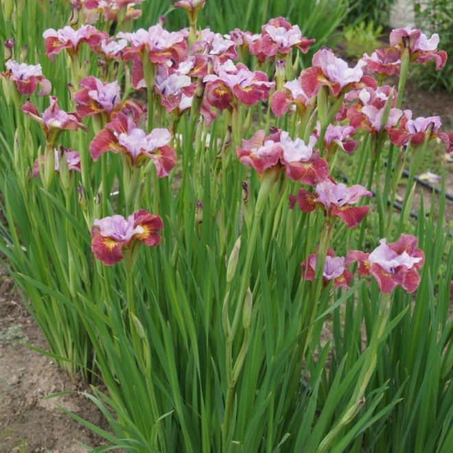 Painted Woman Kosaciec syberyjski Iris sibirica