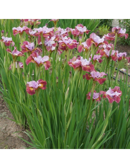 Painted Woman Kosaciec syberyjski Iris sibirica