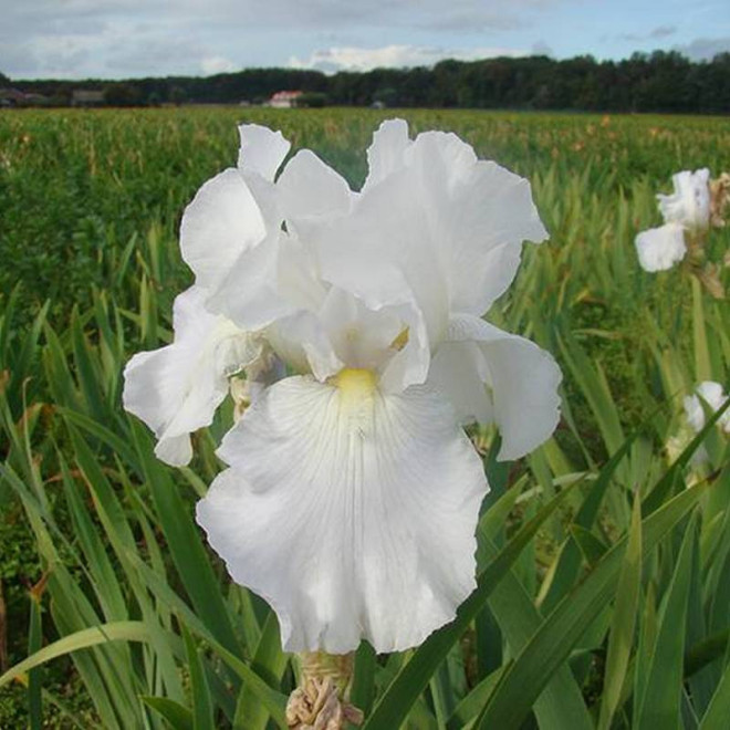 Kosaciec White Iris germanica