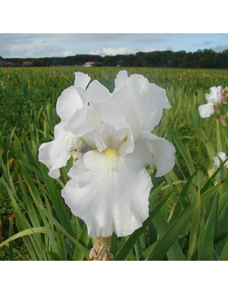 Kosaciec White Iris germanica