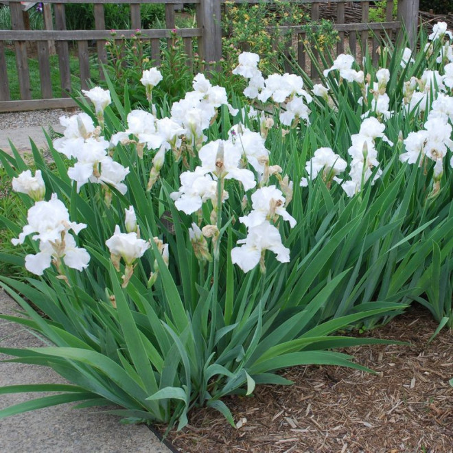 Iris germanica Kosaciec White