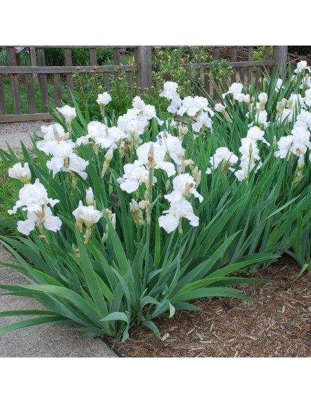 Iris germanica Kosaciec White