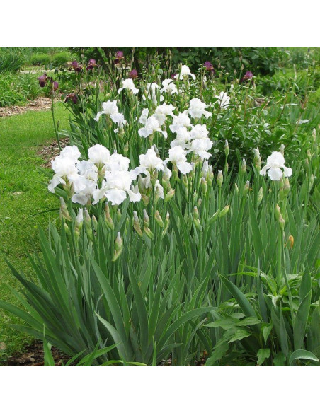 White Kosaciec Iris germanica