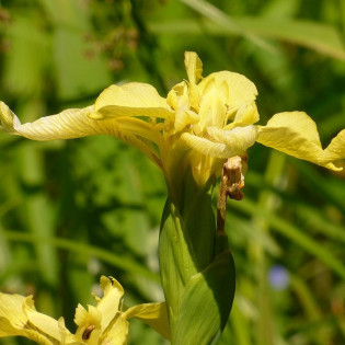 żółty Kosaciec Iris pseudacorus 2