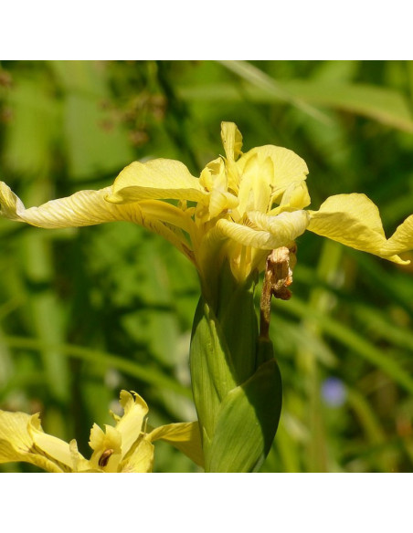 Kosaciec żółty Iris pseudacorus