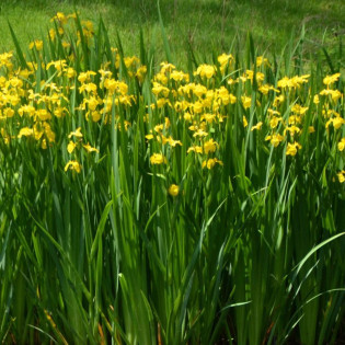 żółty Kosaciec Iris pseudacorus
