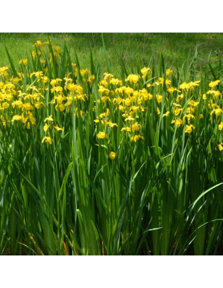 żółty Kosaciec Iris pseudacorus