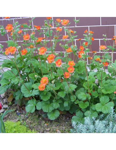 Kuklik szkarłatny Borisii Geum coccineum